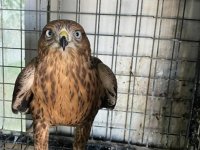 Erzurum'da bitkin halde bulunan iki kızıl şahin, bakımlarının ardından doğaya salındı