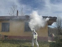 Samsun'da kahverengi kokarcaya karşı kışlak mücadelesi sürüyor