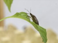 Kahverengi kokarca zararlısına karşı 1 milyondan fazla hane ilaçlandı