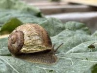 Çiftliğinde elde ettiği salyangoz özünü kozmetik sektörüne taşıdı