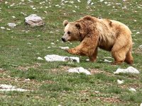 Sakarya'da ayı saldırısından kıyafetlerini yakarak kurtulan Korkmaz yaşadıklarını anlattı: