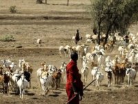 Senegal'de Rift Vadisi Ateşi salgınında vaka sayısı yükseliyor