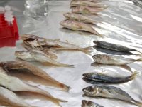 Akademisyenler Karadeniz'de bazı balık türlerinde mikroplastikleri araştırdı