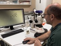 Süt alerjisine ilişkin bilimsel çalışmayla BLG üreten genleri susturulmuş buzağılar doğdu