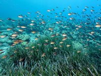 Denizlerin akciğerleri "çayırlar" kirlilik nedeniyle sığ sulara çekiliyor