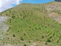 Ağaçlandırma seferberliğinin ilk yılında dikilen fidanlar ağaca dönüştü