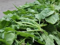 Niğde'de "güzelavrat" otundan zehirlenen 11 kişi hastaneye kaldırıldı