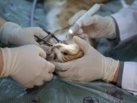 Diyarbakır'da "can dostlar"a uzmanlardan ağız ve diş tedavisi hizmeti