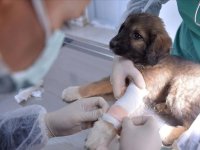 Veteriner teşhis ve analiz laboratuvarlarına ilişkin esaslar düzenlendi