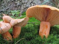 Aydın'da mantardan zehirlenen 2 kişi hastaneye kaldırıldı