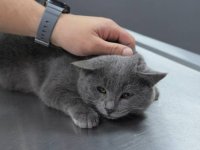 İştahsızlık şikayetiyle veterinere götürülen kedinin kalçasından mermi çekirdeği çıkarıldı