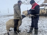 Hakkari'de veteriner hekimler hayvanların sağlığı için karlı yolları aşıyor