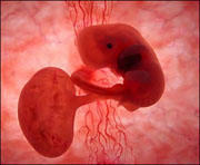 Hamileliğin 1. ayında anne karnındaki bebek