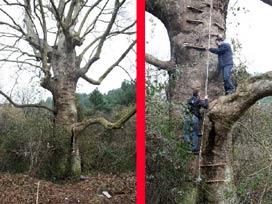 3 asırlık çınarın içinde 'define' kazısı!
