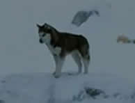 Bu videoyu izledikten sonra su için