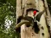 Kahraman Ağaçkakan