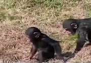 Maymunlar