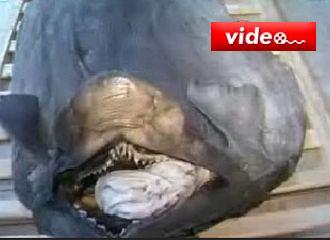 Görenleri dehşete düşürdü