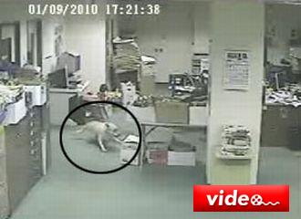 Depremi önceden hisseden köpek